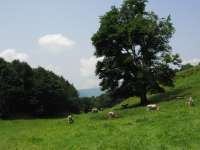 vacances Menaggio locations maison de vacance vacances location Italie locations appartements et villas a louer Lac de Come Italie Menaggio location  appartement et maison de vacance,a louer lac Como maison vacance maisons