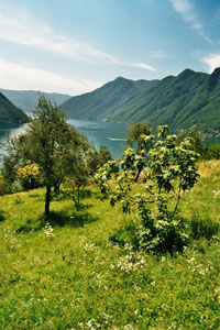 Italy,Lombardy,Lake Como,holiday rentals,vacations apartments,vacation rentals,
flats and rooms to rent,self catering,bed and breakfast,vacancy,
Comer See,Italien,Lombardie,urlaub,ferienwohnungen zu vermieten,ferienhaus,
Italia lago di Como appartamenti e case vacanze,
Italie lac de como appartaments maison  louer